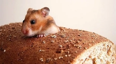 Este posibil să se ofere o pâine de hamster și alte produse din făină